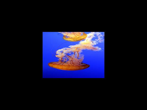 깐풍기는 중국 요리 중 하나로, 부드럽고 바삭한 맛이 특징입니다.