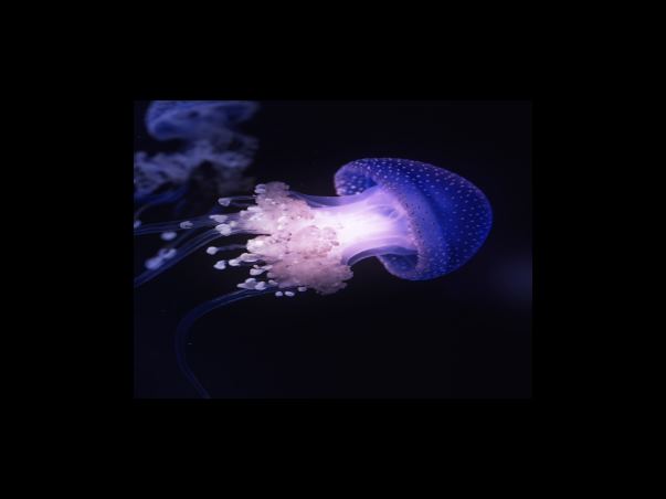 착한 마일리지 재 서약