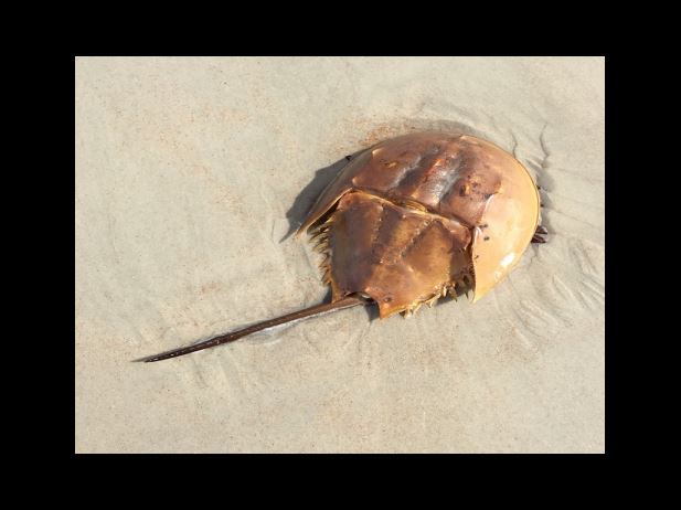 1베포탄정 부작용