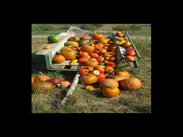 면역 체계 강화