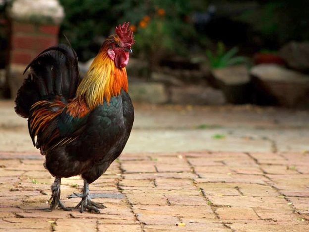 곰플레이어의 주요 기능