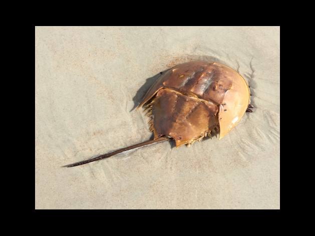 기저세포암 치료